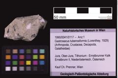 Foto (Objekt + Etiketten) von Gastrosacus tuberosiformis (Lorenthey, 1929) (NHMW-GEO-1990-0041-0117)